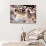 obraz-na-plotnie-kwitnaca-wisnia-90x60-stan-nowy