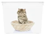 box-kis-puppy-and-kitten-cube-stan-nowy