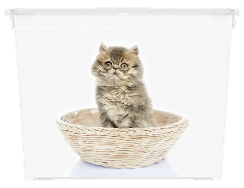 box-kis-puppy-and-kitten-cube