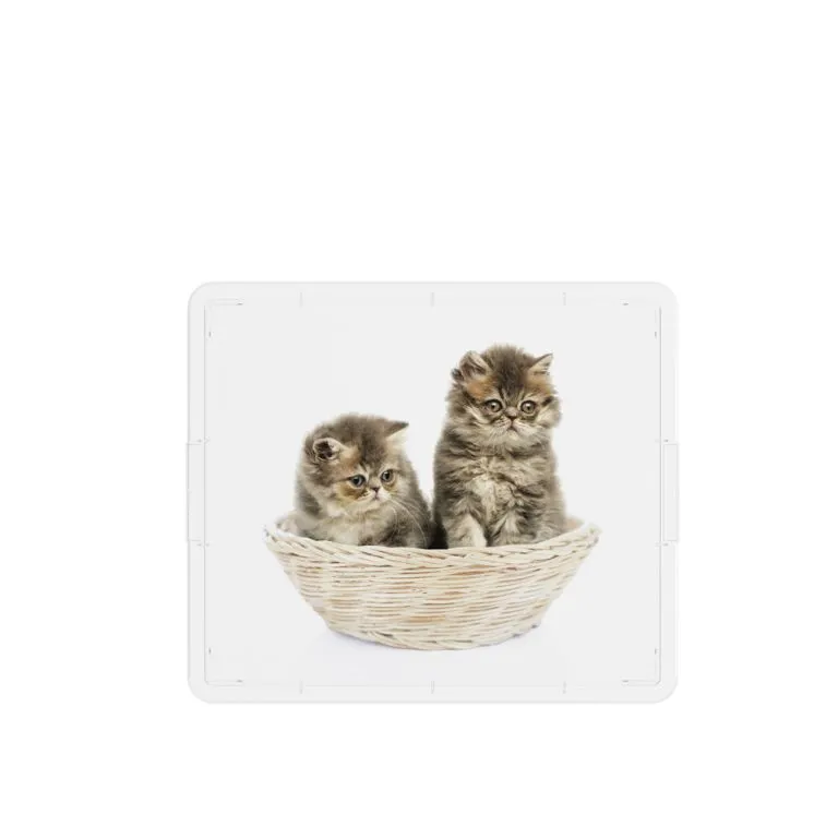 box-kis-puppy-and-kitten-cube