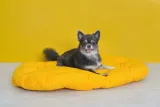 legowisko-sunny-80-cm-stan-nowy