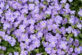 toraf-nasiona-zagwin-mix-03g-rodzaj-rosliny-inny-cykl-rozwojowy-rosliny-wieloletnia