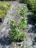 rdestowka-rdest-auberta-aubertii-60-80cm-c2-roslina-w-postaci-sadzonka-w-pojemniku-2-3l