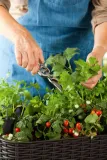 doniczka-easy-grow-brazowy-material-wykonania-tworzywo-sztuczne