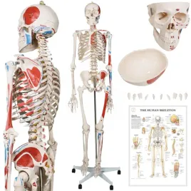 jago-human-anatomy-skeleton-z-detalami-malowania-miesni-181
