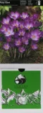 krokus-ruby-giant-10-szt