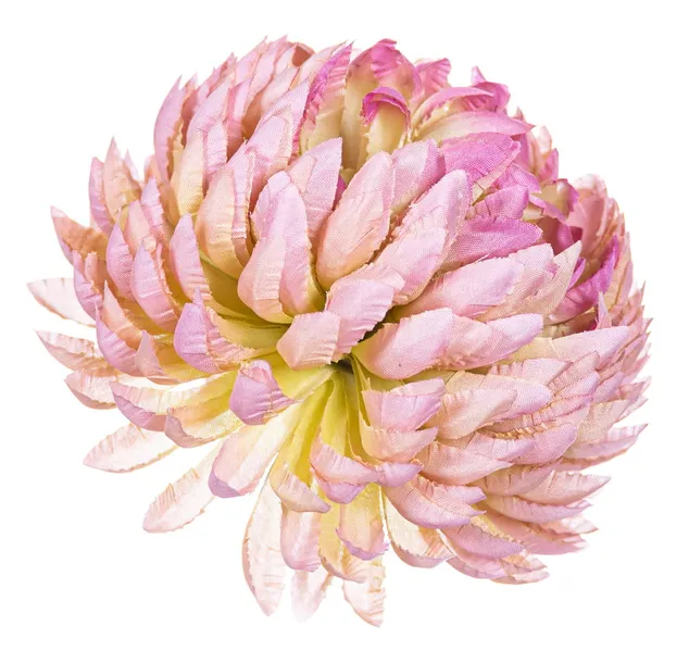 chryzantema-ananas-mauve-stan-nowy
