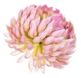 chryzantema-ananas-mauve-stan-nowy