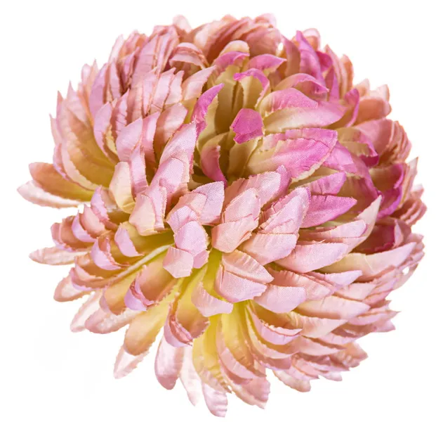 chryzantema-ananas-mauve-stan-nowy
