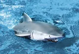 shark-1-18-2-4ghz-bialy-stan-nowy