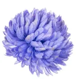 chryzantema-ananas-niebieska-stan-nowy