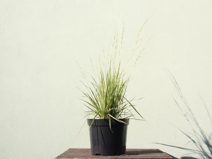 molinia-variegata-molinia-caeruela-c2