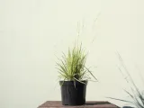 molinia-variegata-molinia-caeruela-c2
