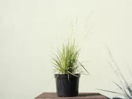 molinia-variegata-molinia-caeruela-c2