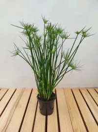 cyperus-haspan-papirus-55-cm