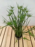 cyperus-haspan-papirus-55-cm-rodzaj-rosliny-rosliny-zielone