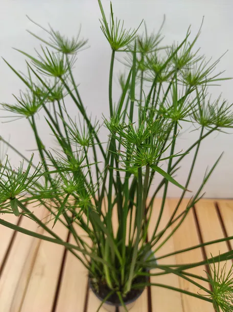 cyperus-haspan-papirus-55-cm-waga-z-opakowaniem-2-kg