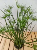 cyperus-haspan-papirus-55-cm-waga-z-opakowaniem-2-kg