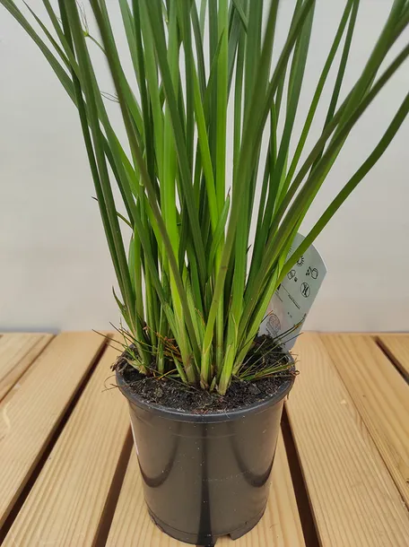cyperus-haspan-papirus-55-cm-roslina-w-postaci-inna