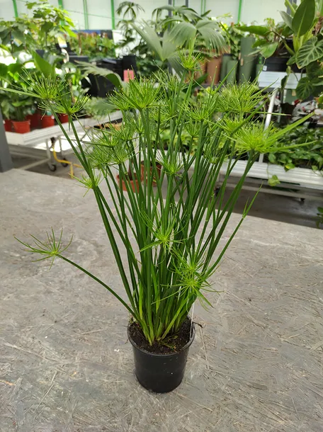 cyperus-haspan-papirus-55-cm-kod-produktu-108409