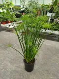 cyperus-haspan-papirus-55-cm-kod-produktu-108409