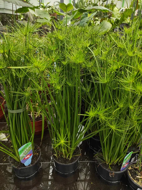cyperus-haspan-papirus-55-cm-rodzaj-rosliny-rosliny-zielone-waga-z-opakowaniem-2-kg