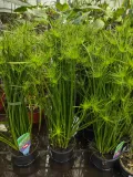 cyperus-haspan-papirus-55-cm-rodzaj-rosliny-rosliny-zielone-waga-z-opakowaniem-2-kg