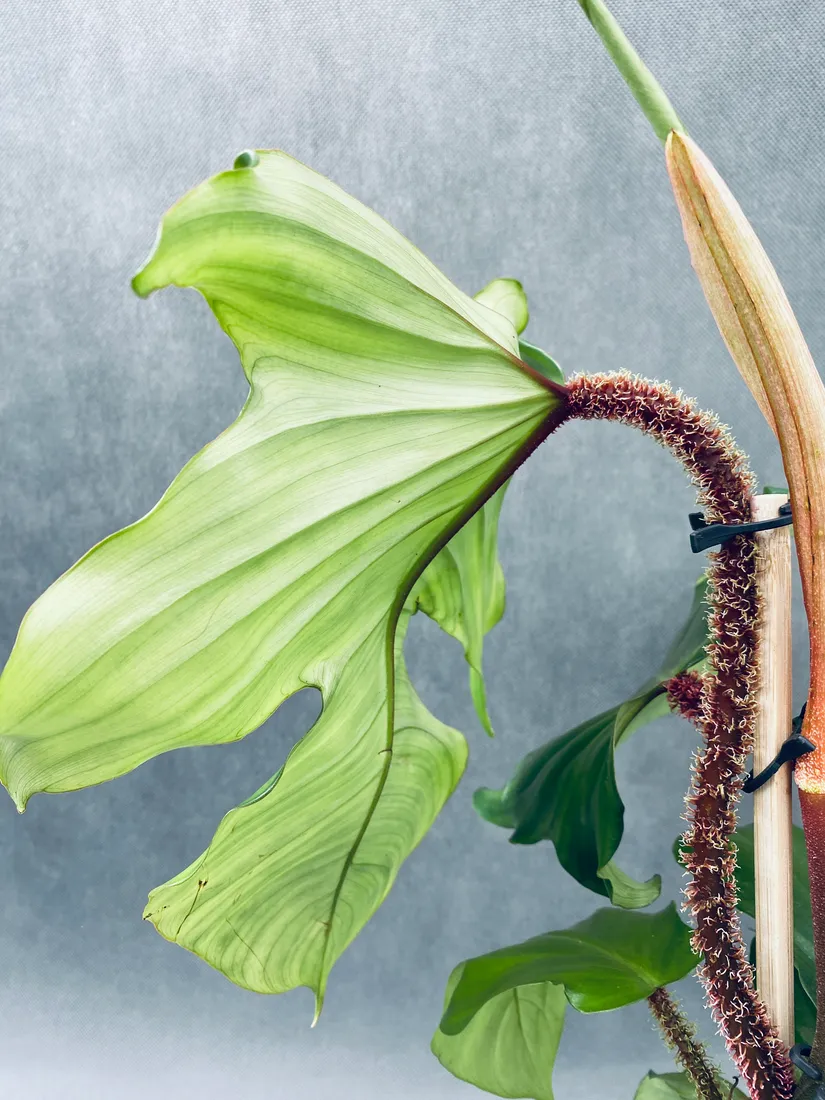 philodendron-squamiferum-40-cm