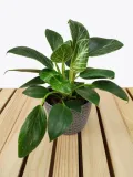 philodendron-birkin-35-cm