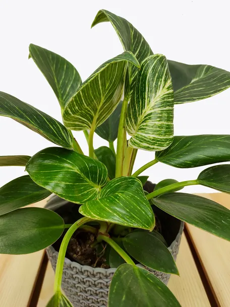 philodendron-birkin-35-cm-rodzaj-rosliny-rosliny-zielone