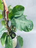 philodendron-squamiferum-40-cm-waga-z-opakowaniem-2-kg