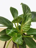 philodendron-birkin-35-cm-waga-z-opakowaniem-2-kg