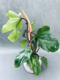 philodendron-squamiferum-40-cm-roslina-w-postaci-sadzonka-w-pojemniku-1-2l