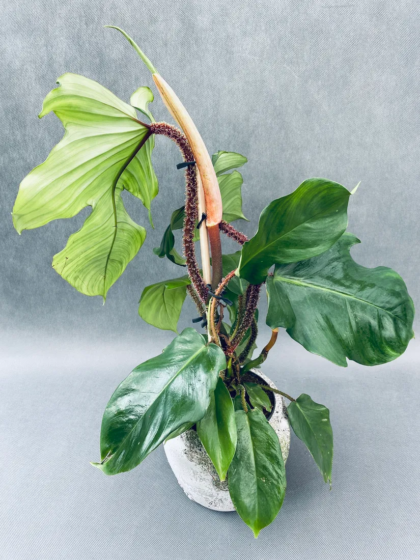 philodendron-squamiferum-40-cm
