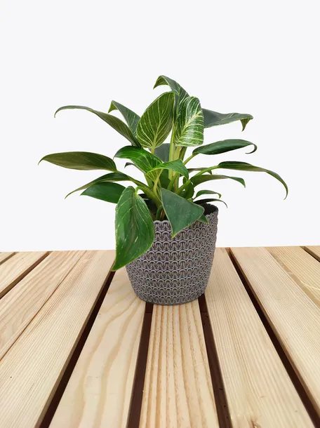 philodendron-birkin-35-cm-roslina-w-postaci-sadzonka-w-pojemniku-1-2l