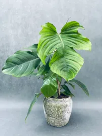 philodendron-squamiferum-40-cm