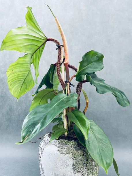 philodendron-squamiferum-40-cm-kod-produktu-105392