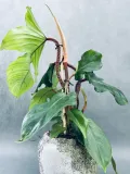 philodendron-squamiferum-40-cm-kod-produktu-105392