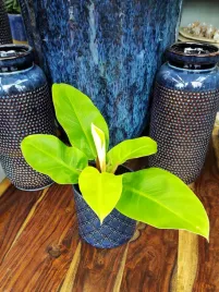 philodendron-moonlight-25-cm
