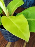 philodendron-moonlight-25-cm-rodzaj-rosliny-rosliny-zielone