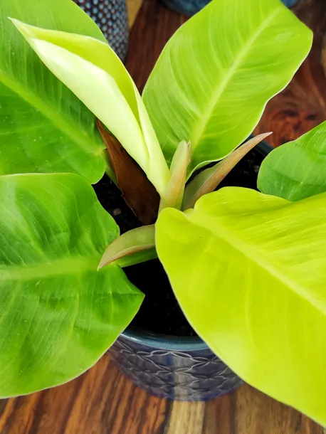 philodendron-moonlight-25-cm-waga-z-opakowaniem-2-kg