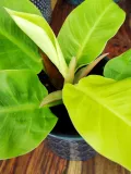 philodendron-moonlight-25-cm-waga-z-opakowaniem-2-kg