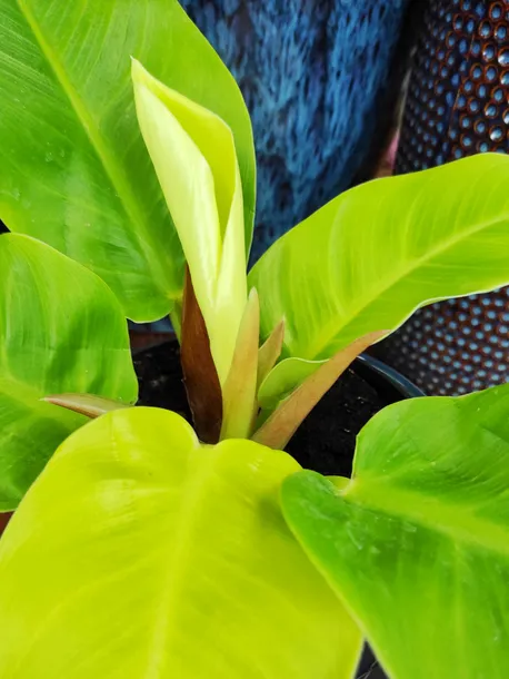 philodendron-moonlight-25-cm-roslina-w-postaci-sadzonka-w-pojemniku-05-1l