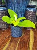philodendron-moonlight-25-cm-kod-produktu-107370