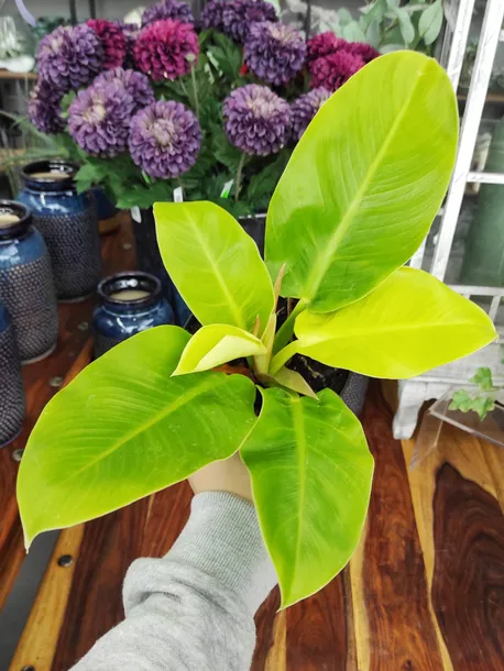 philodendron-moonlight-25-cm-rodzaj-rosliny-rosliny-zielone-waga-z-opakowaniem-2-kg