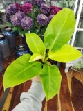 philodendron-moonlight-25-cm-rodzaj-rosliny-rosliny-zielone-waga-z-opakowaniem-2-kg