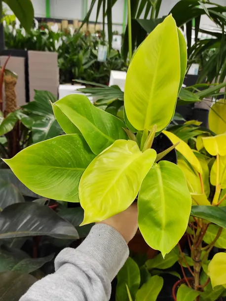 philodendron-moonlight-25-cm-rodzaj-rosliny-rosliny-zielone-roslina-w-postaci-sadzonka-w-pojemniku-05-1l