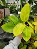 philodendron-moonlight-25-cm-rodzaj-rosliny-rosliny-zielone-roslina-w-postaci-sadzonka-w-pojemniku-05-1l