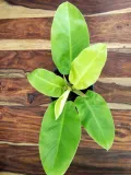philodendron-moonlight-25-cm-rodzaj-rosliny-rosliny-zielone-kod-produktu-107370