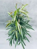 ficus-binnendijkii-alii-100-cm